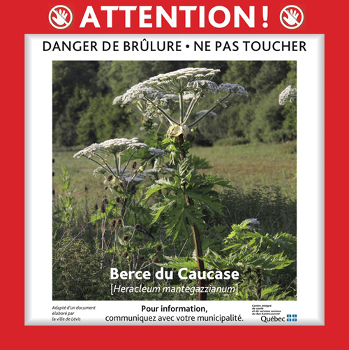 Berce du Caucase