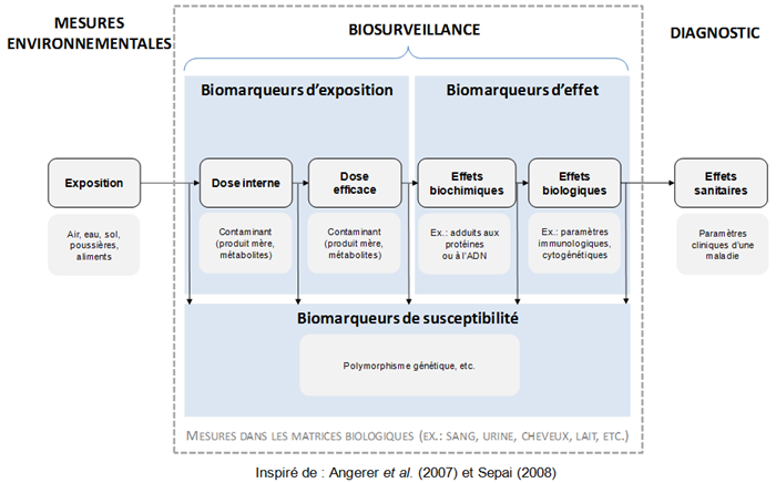 La biosurveillance et le continuum exposition-effet