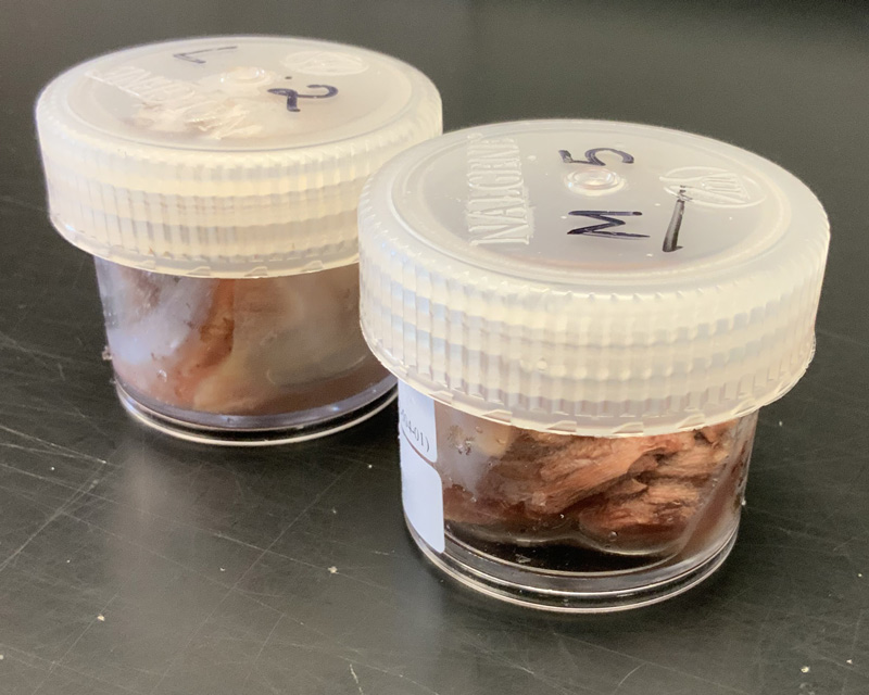 échantillon de tissu biologique
