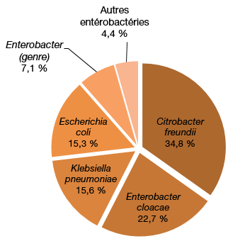 Figure 1 – Répartition des catégories de microorganismes isolés, pour tous les cas (n = 347), Québec, 2016-2017