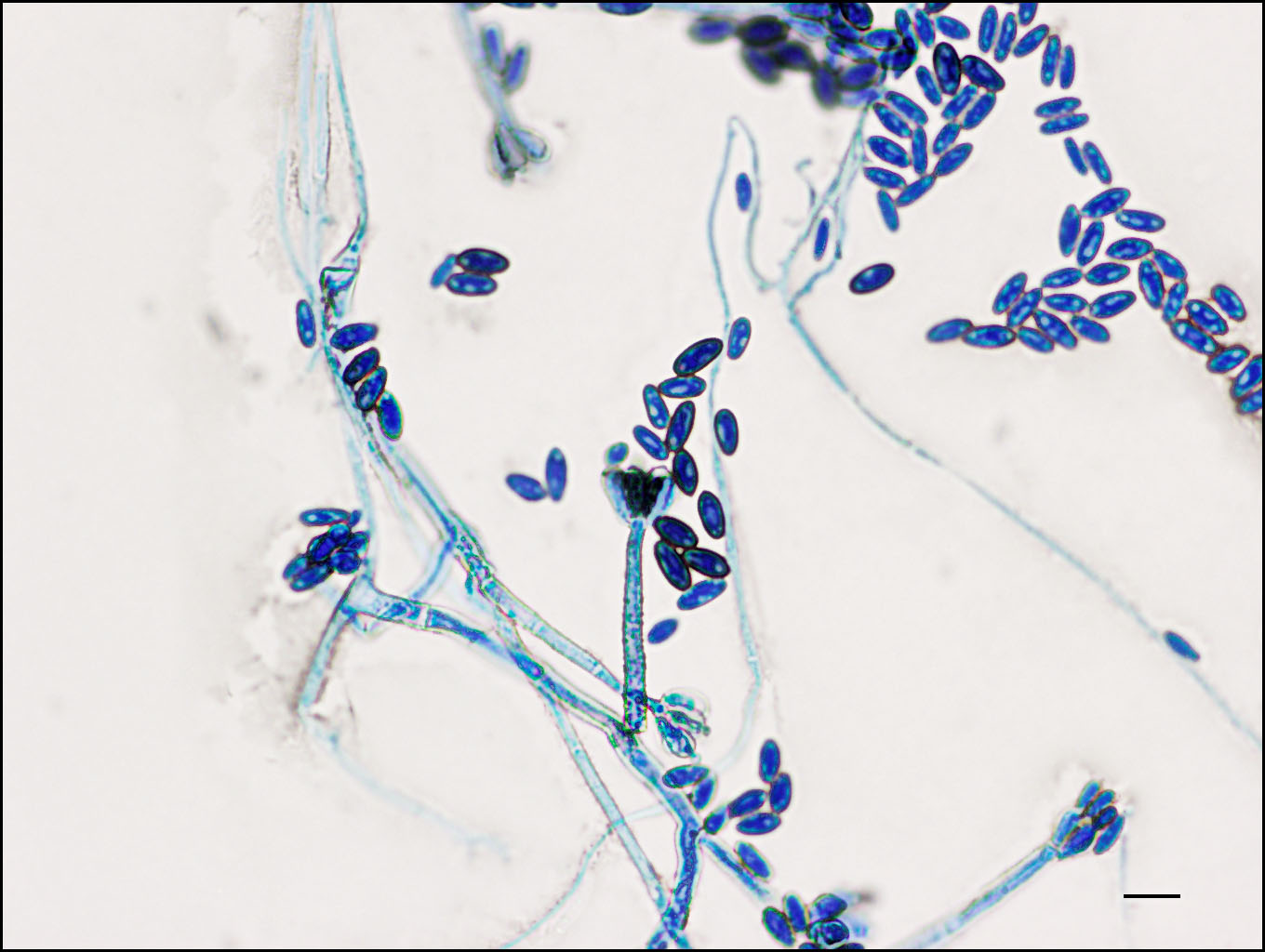 memnoniella mold