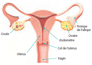 Avant la grossesse | Institut national de santé publique du Québec