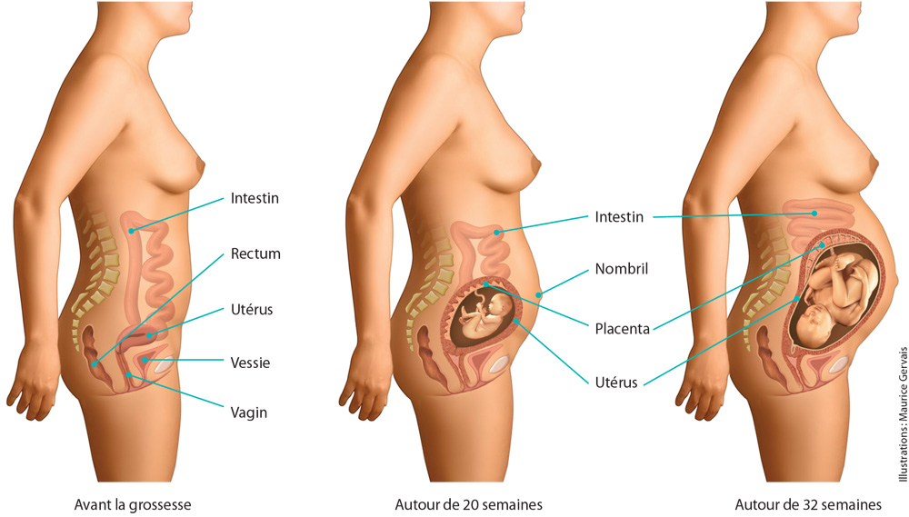 Comment évolue le ventre pendant la grossesse ?