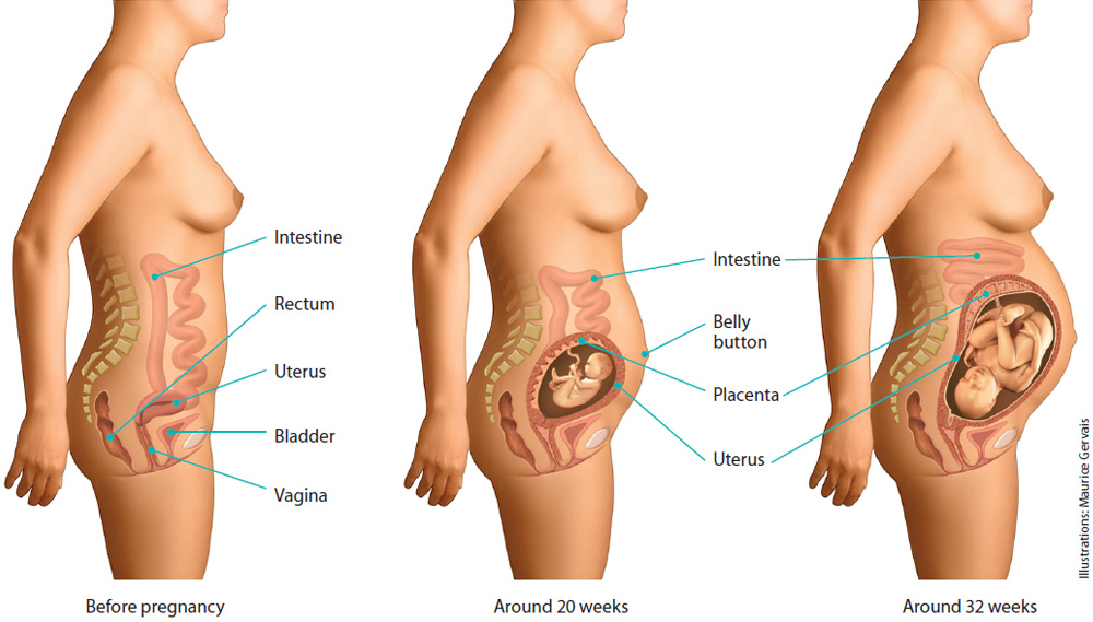 Growth of the fetus in the uterus.