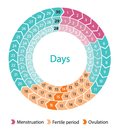 The fertile period  Pregnancy and Parenting