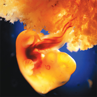A combien de semaines le coeur de l'embryon bat-il ? - Sciences et Avenir