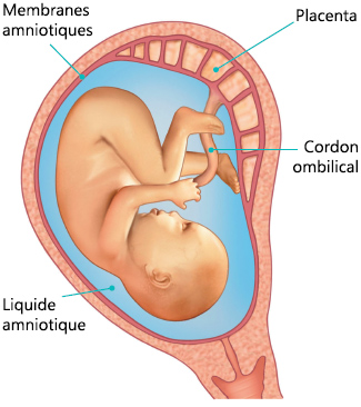 Environnement du fœtus | Institut national de santé publique du Québec
