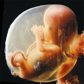 Developpement Du Fœtus Mieux Vivre Avec Notre Enfant De La Grossesse A Deux Ans Inspq
