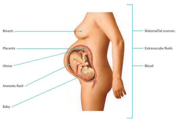 Distribution of weight gain during pregnancy.