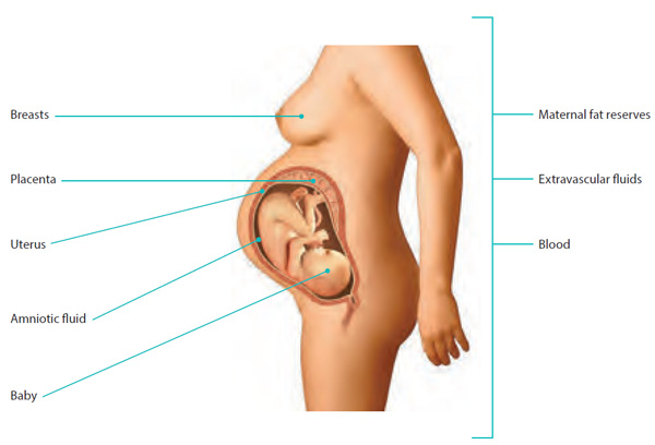 Body Changes During Pregnancy: Your Breasts