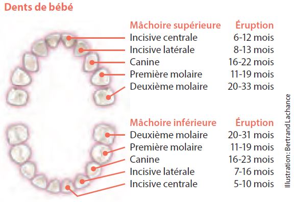 Âge première dent de bébé : quand sort la première dent ? – Il