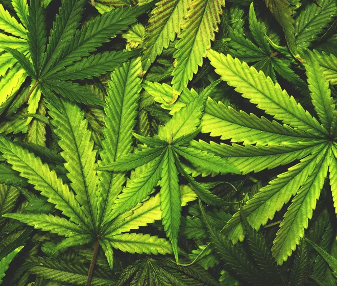 Cannabis