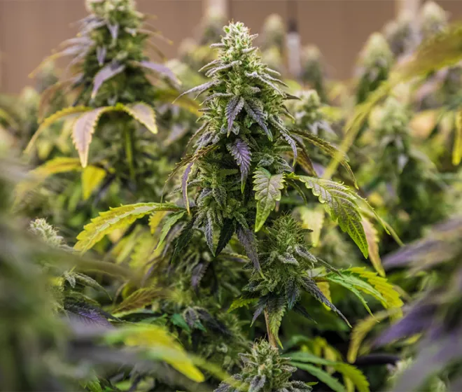 nouvelle-cannabis-consommation-quotidienne.jpg