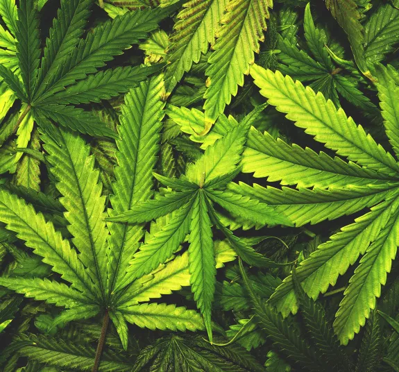 Cannabis Cannabis