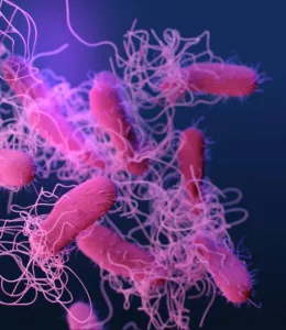 Des systèmes de drains à la source d'une épidémie de salmonellose