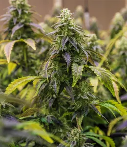 nouvelle-cannabis-consommation-quotidienne.jpg