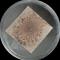 Aureobasidium pullulans on gypsum board