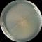 Chaetomium spp. on EM agar