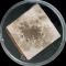 Cladosporium sphaerospermum sur panneau de gypse