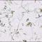 Cladosporium sphaerospermum - Microscopie