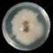 Phoma glomerata on EM agar