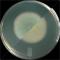 Penicillium spp. on EM agar