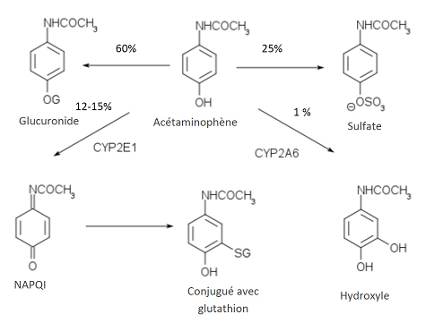 Figure 1 - Résumé des voies métaboliques de l’acétaminophène